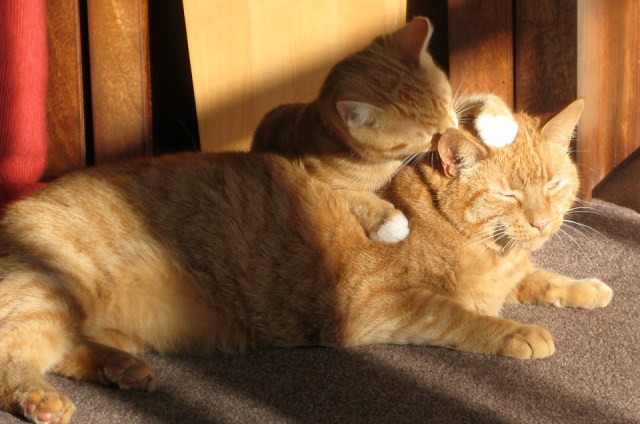 cats-two-ginger-a-quoi-bon-dire